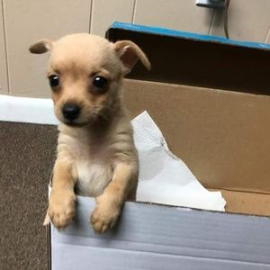 Meet your Posher, Becky